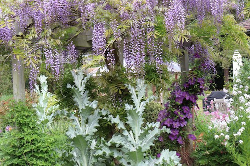 Photograph of a Wisteria growing on a pergola entwined with thistles