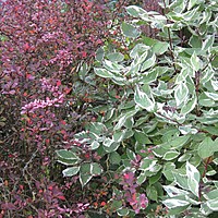 Ideas for gorgeous trees for small gardens and how to plant them.