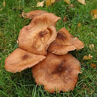 Christmas present ideas for gardeners