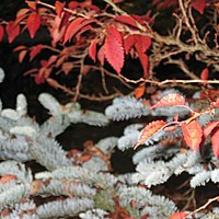 Ideas for gorgeous trees for small gardens and how to plant them.