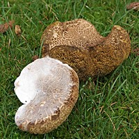 Christmas present ideas for gardeners