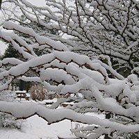 January snow at Charnwood