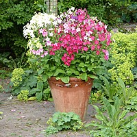 Keep your borders colourful through the summer