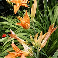 Keep your borders colourful through the summer