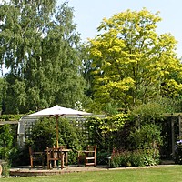 The very sad loss of our Golden Robinia