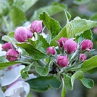 'Charnwood' in May