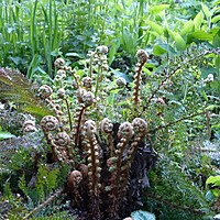 'Charnwood' in May