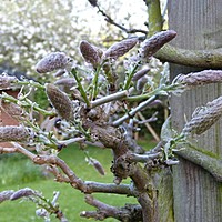 'Charnwood' in May