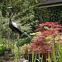 Open garden 23 and 30 June