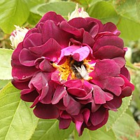 Open garden 23 and 30 June
