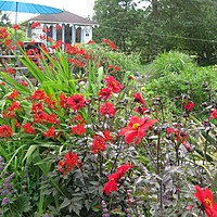 Open garden 23 and 30 June
