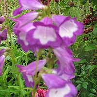 Keep your borders colourful through the summer