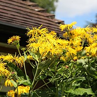 Summer colour at Charnwood