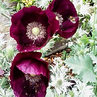 Summer borders and 'Dark Plum' poppy