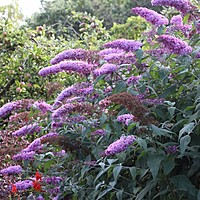 Summer colour at Charnwood