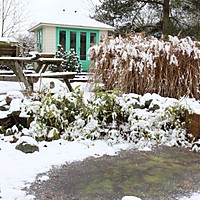 Snow on a delphinium!