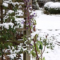 Snow on a delphinium!