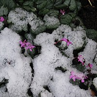 Snow on a delphinium!