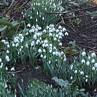 How to love your garden in February