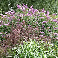 Some more late summer planting combos at Charnwood