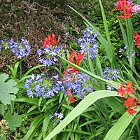 Some more late summer planting combos at Charnwood