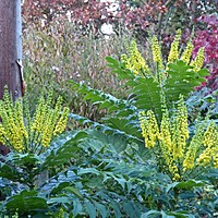 Who says the November garden is dull?
