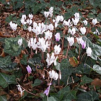 Who says the November garden is dull?