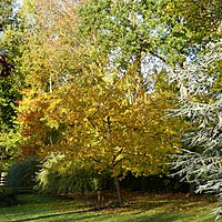 Late autumn colour at Charnwood