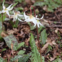 Woodland gardening and Beth Chatto