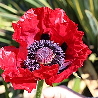 Poppies