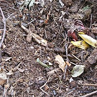 The joys of compost making