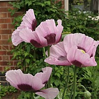 Messy gardens rule