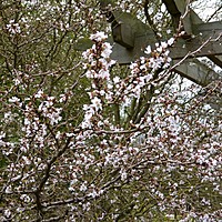 Allotments, compost and a flowering cherry