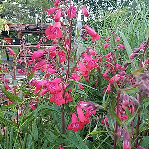 Penstemon