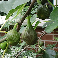 Fig