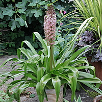 Eucomis