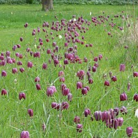 The Meadow Project at Charnwood