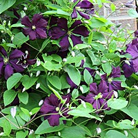 Clematis