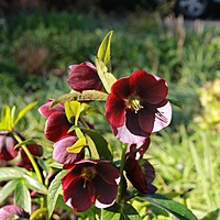 Snowdrops, Helebores and weeds