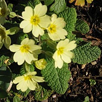 Primroses, violets and cherries....