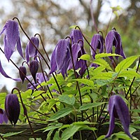 Clematis