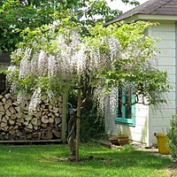 Malvern and wisteria