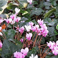 Hardy cyclamen looking lovely at Charnwood today