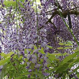 Malvern and wisteria