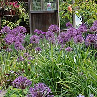 Alliums