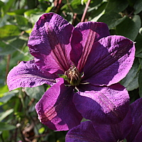 Clematis