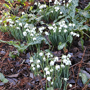 snowdrops