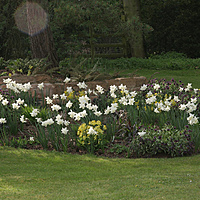 Bulbs for Spring 2012