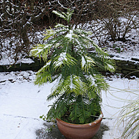 Wollemi Pine