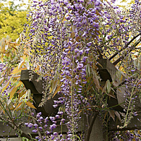 Magnolias and Wisterias